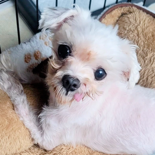 ３本足でも元気一杯に生きる子！