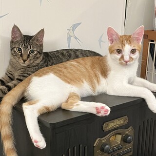 【3/16芝浦】まるで太陽甘えん坊なレファ