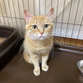 まん丸茶トラの女の子 人馴れ練習中！