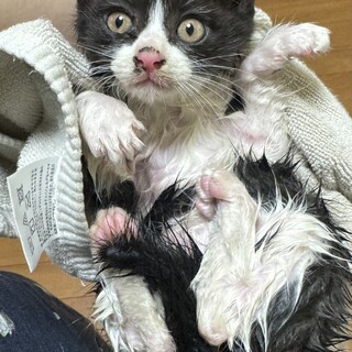 生後1ヶ月半~2ヶ月の元気いっぱいハチワレちゃん