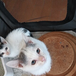 【二匹目に】甘えん坊の3兄妹 白メインの少し長毛