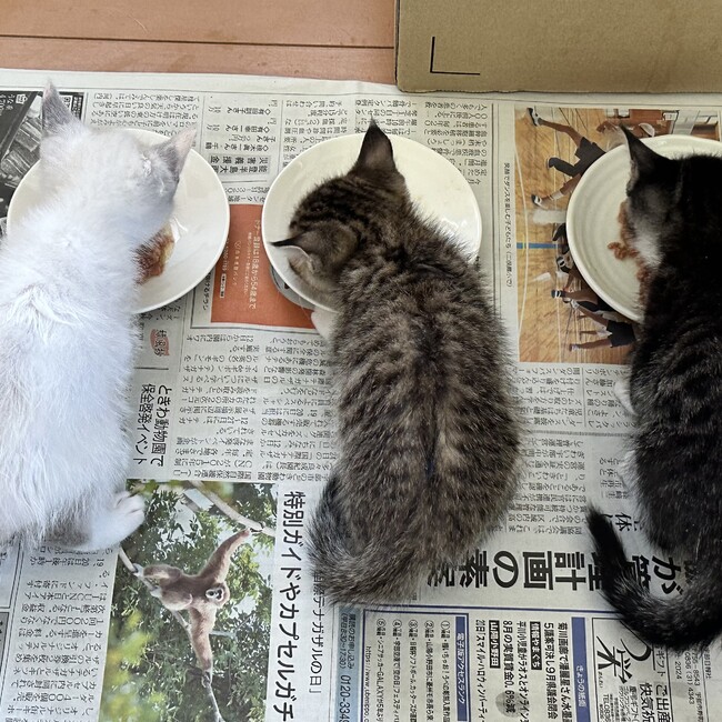 ずんだあんのカバー写真