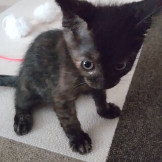 サビっぽいルナちゃん