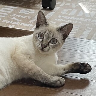 ６月生まれ　シャム柄　里親さんを募集