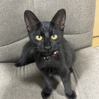チョー甘えん坊黒猫‎???? ̖́-‬