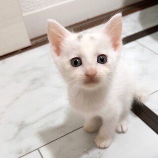 まんまるおめめのやんちゃな男の子ましろ君