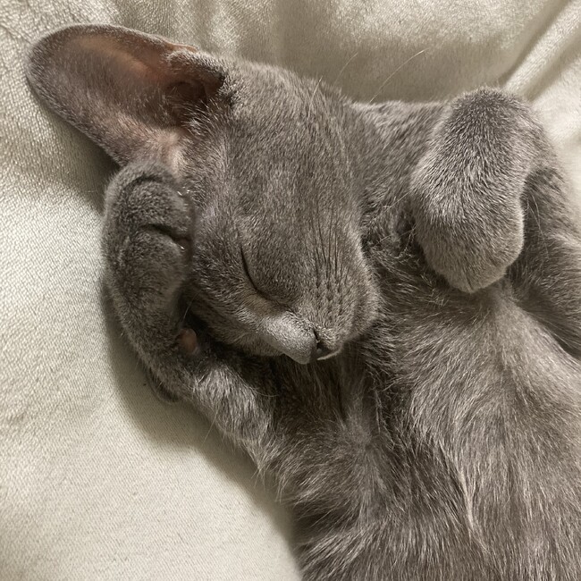 にーきのカバー写真