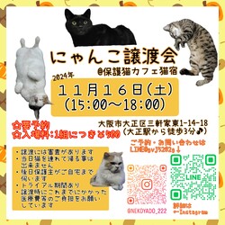 にゃんこ譲渡会