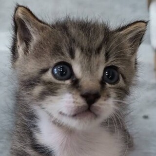 手足の白がカワイイ赤ちゃんキジトラ！