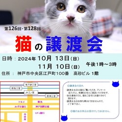 猫の譲渡会 in 神戸三宮 “ 猫のミーナ ”