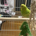セキセイインコ(性別不明)の家族様急募！