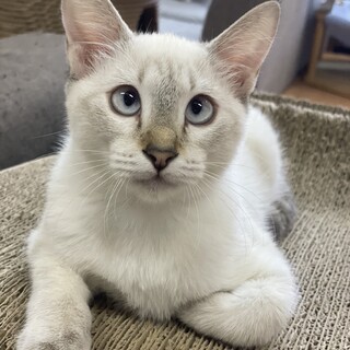 【４ヶ月♀】 シャムMIX　わかばちゃん