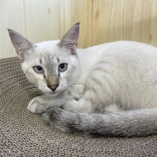 4ヶ月♀】 シャムMI」神奈川県 - 猫の里親募集(503009) :: ペット