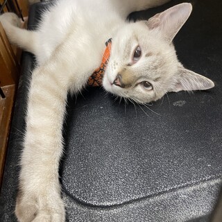 【４ヶ月♂】 シャムMIX　いぶきくん