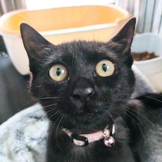 【1/26譲渡会】ゴロゴロ♪肩乗り子猫あずき