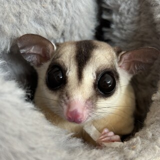 フクロモモンガメス4歳