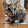シニアの麦わらねこ!    ひまわりちゃん サムネイル6