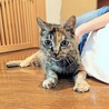 シニアの麦わらねこ!    ひまわりちゃん サムネイル7