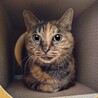 シニアの麦わらねこ!    ひまわりちゃん サムネイル3