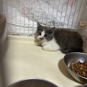 ぱく