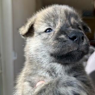 賢い雑種の男の子