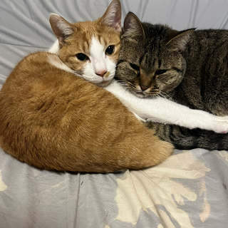 優しい白茶6歳オス やんちゃなキジトラ2歳オス