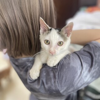 抱っこが大好きk甘えん毛のキジ白くん