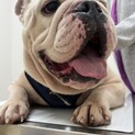 人懐っこいお調子者ブルドックの「ラフ君」