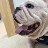 人懐っこいお調子者ブルドックの「ラフ君」 サムネイル2