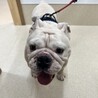人懐っこいお調子者ブルドックの「ラフ君」 サムネイル3