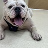 人懐っこいお調子者ブルドックの「ラフ君」 サムネイル4
