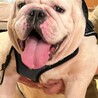 人懐っこいお調子者ブルドックの「ラフ君」 サムネイル5