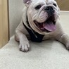 人懐っこいお調子者ブルドックの「ラフ君」 サムネイル6