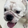 人懐っこいお調子者ブルドックの「ラフ君」 サムネイル7