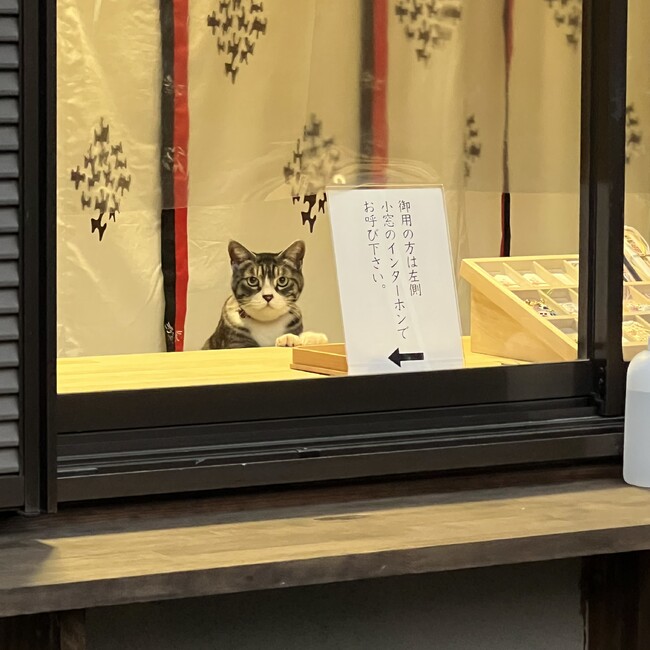 シーズーの母のカバー写真