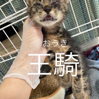 王騎（おうき）