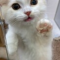 ブリティッシュロングヘア4ヶ月