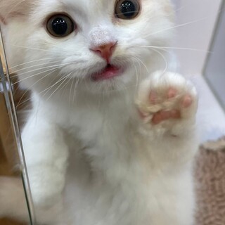 ブリティッシュロングヘア4ヶ月