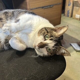 生き場をなくした　ふくちゃん