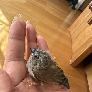 キンカチョウ生後1ヶ月未満