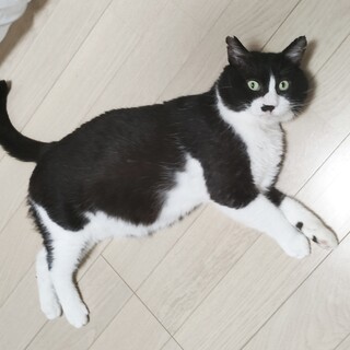 パンダ！？ワンちゃん！？？のようなアポロン君