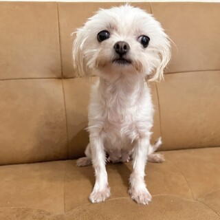 ヨークシャー・テリアMIX × 神奈川県が募集対象」保護犬の里親募集情報