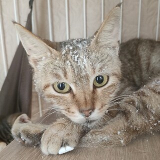 レアな麦わらカラーのガブリエルちゃん