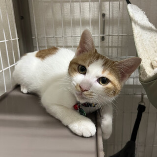 実はとっても甘えん坊☆なつお