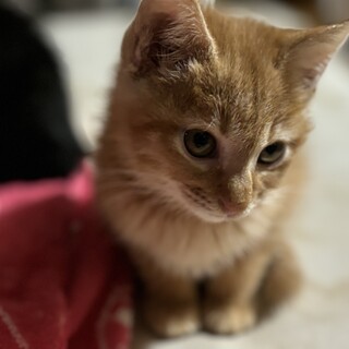 やんちゃでマイペース！りくくん！