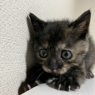 サビ猫　約1ヶ月ぐらいのメスの子猫です。