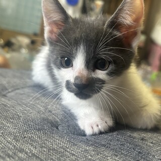 家族になってくれる方募集中????