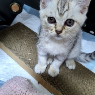 シルバーサバトラ子猫