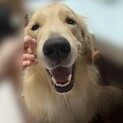 1歳ゴールデンレトリバーの里親様
