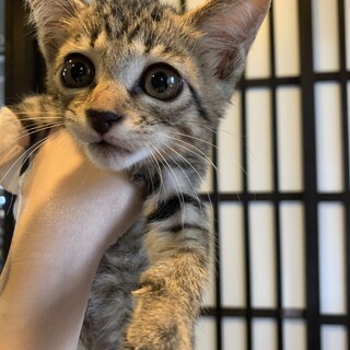 猫ちゃんとも仲良し☆みゃうくん